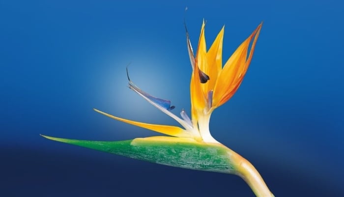Awakening Session with Glenda Tavormina image